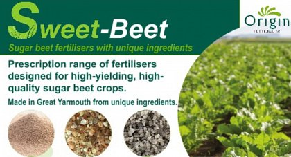 Beet review