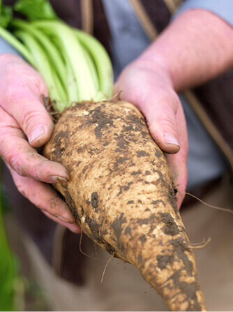 Sugar beet in farmer's hands