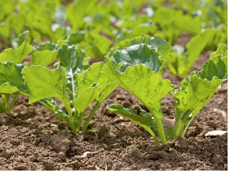 Environmental managing resources - Beet crop