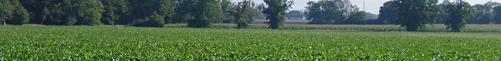 Field os sugar beet - Our History