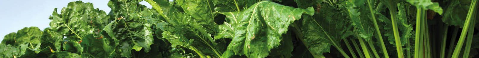 Beet sugar crop leaves