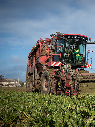 Harvesting sugar beet