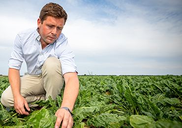 Beet sugar crop