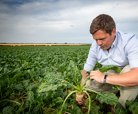 Sustainability - Farmer, Harvester and Sugar Beet