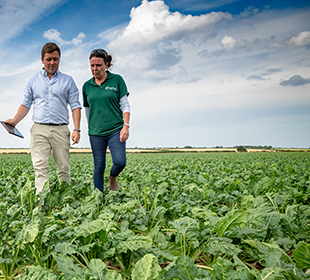 Man and woman in field with sugar beet