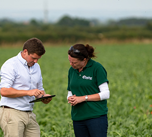 Man and woman in field with sugar beet