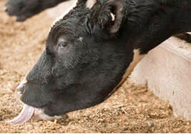 Co-products - Animal (cow) feed