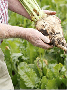 Farmer holding sugar beet